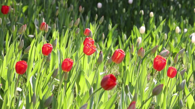 高清实拍北京中山公园郁金香花海