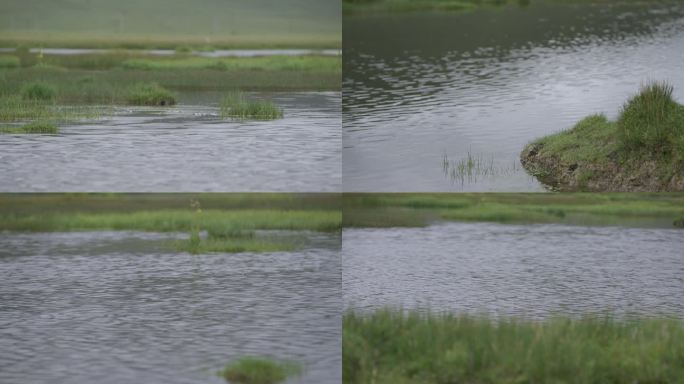 草地沼泽实拍4K