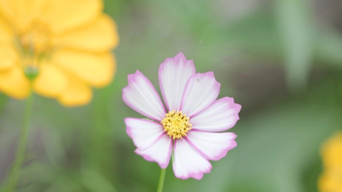 秋英特写素材（8K）