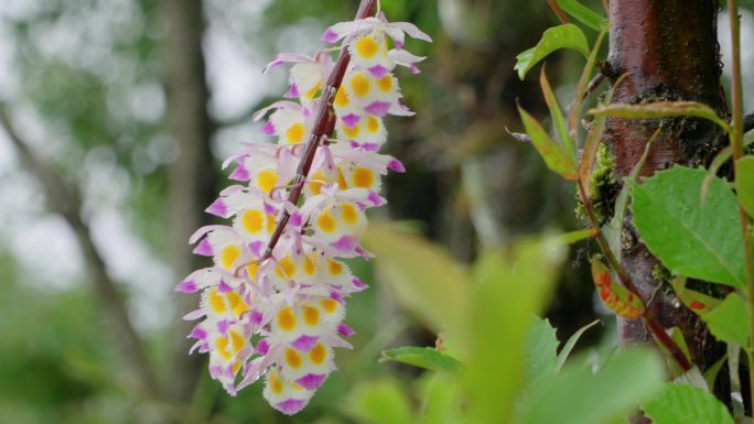 云南省龙陵县石斛仿野生种植紫皮石斛开花