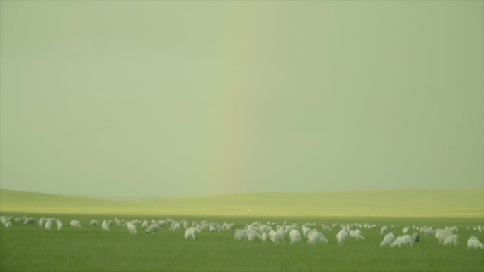 草原彩虹马匹羊群