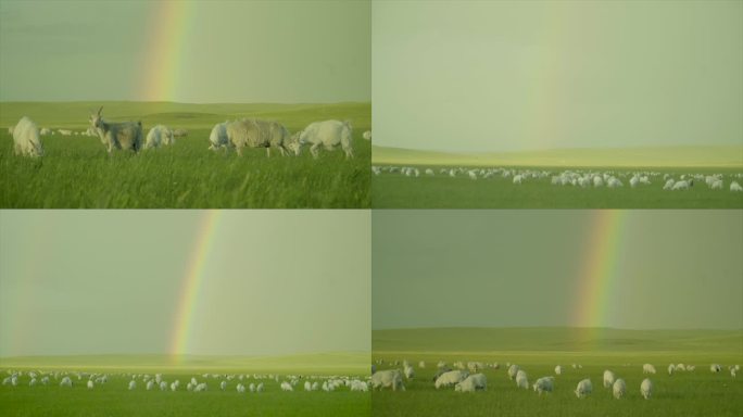 草原彩虹马匹羊群