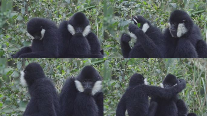 W云南普洱两只白颊长臂猿坐在一起吃树叶