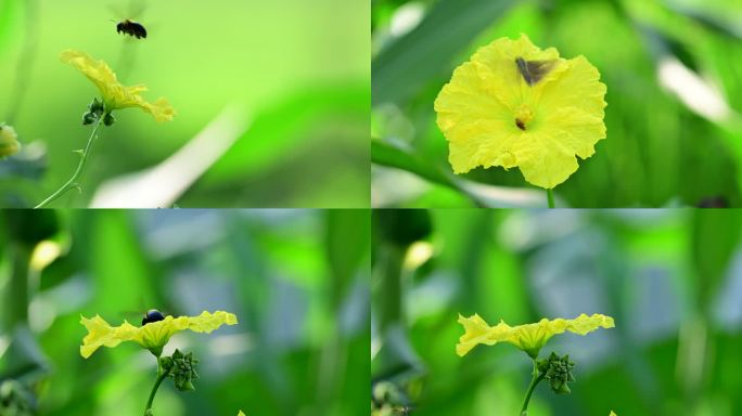 丝瓜花上的蝴蝶蜜蜂飞舞