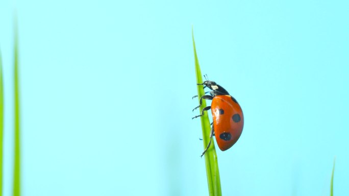 七星瓢虫 昆虫 瓢虫