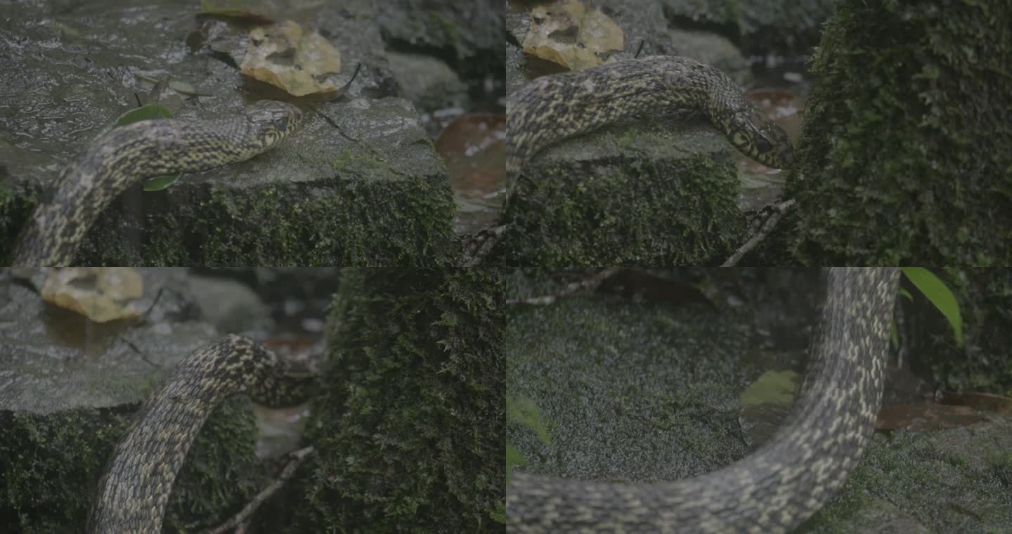 (4K) X浙江泰顺县乌岩岭野蛇特写