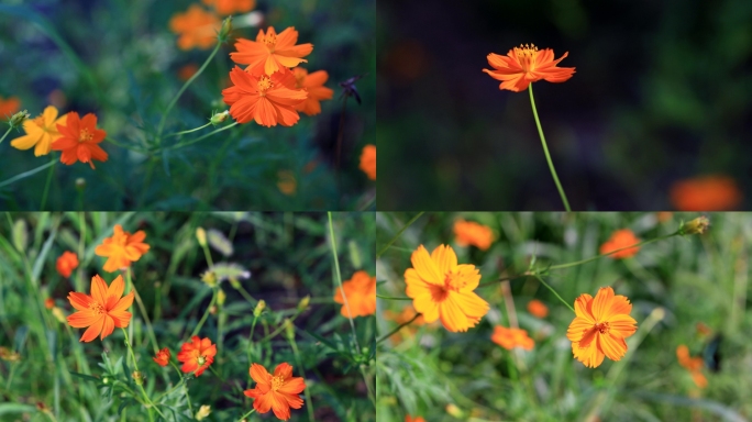 橘黄色波斯菊花朵特写格桑花黄秋英鲜花野花