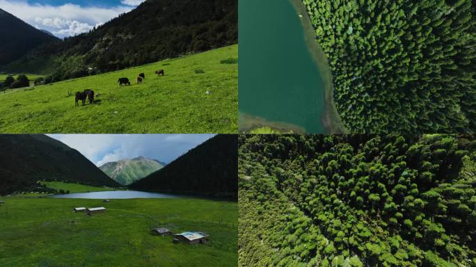 航拍香格里拉高原湖泊及珍惜植物塔黄