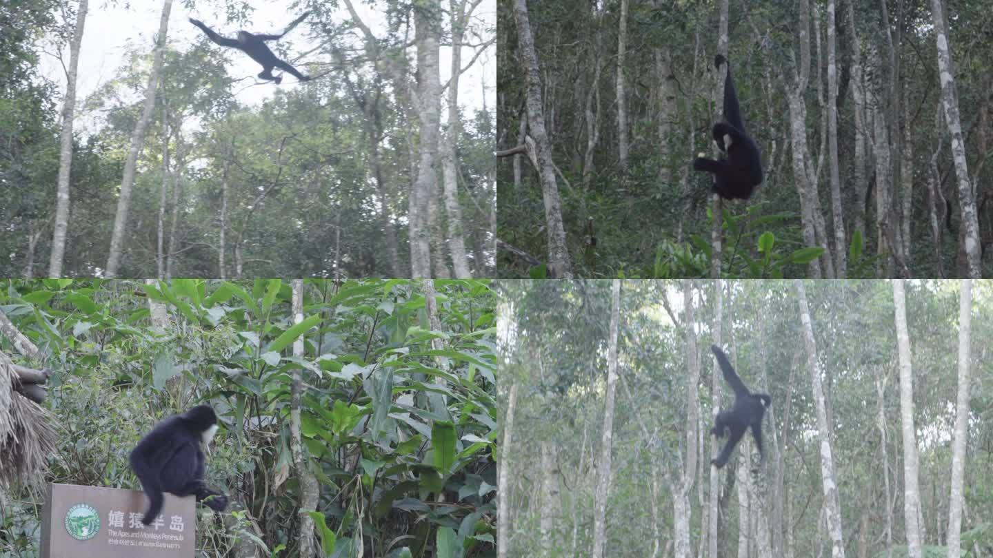 W云南普洱白颊长臂猿在树林中跳跃02
