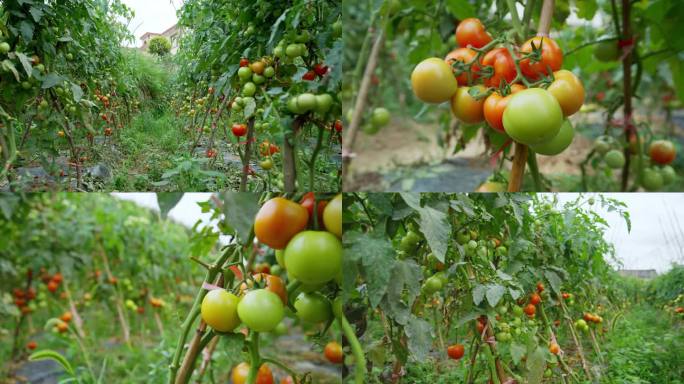 蔬菜园西红柿丰收