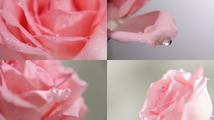 情人节粉色玫瑰花