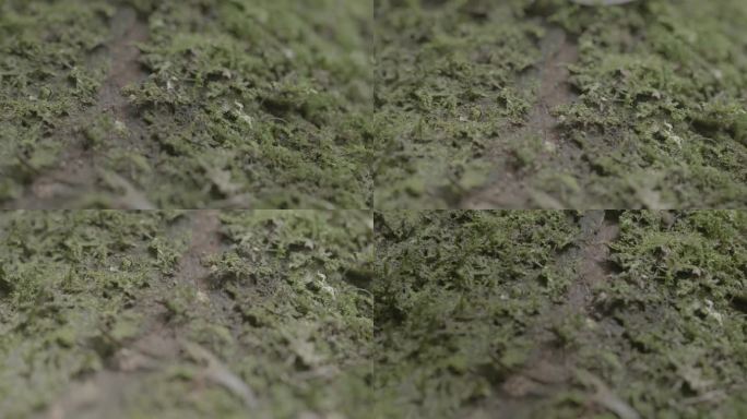 (4K) 浙江泰顺乌岩岭苔藓上的蚂蚁特写