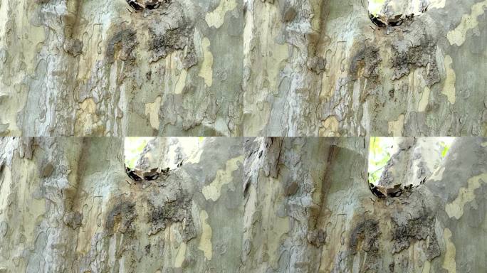 法国梧桐树肌理树干树皮图案纹理