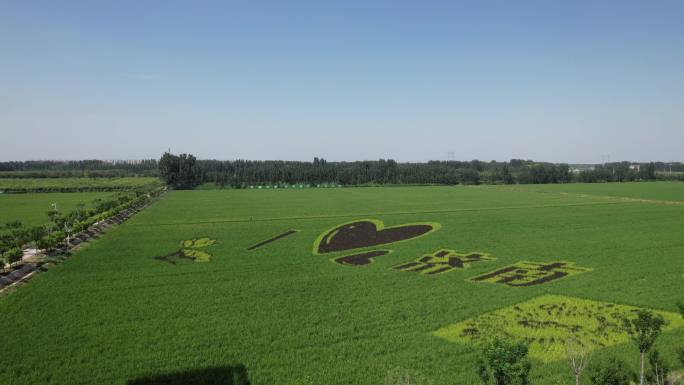 稻田画 爱济南 济南地标 新农村 稻田