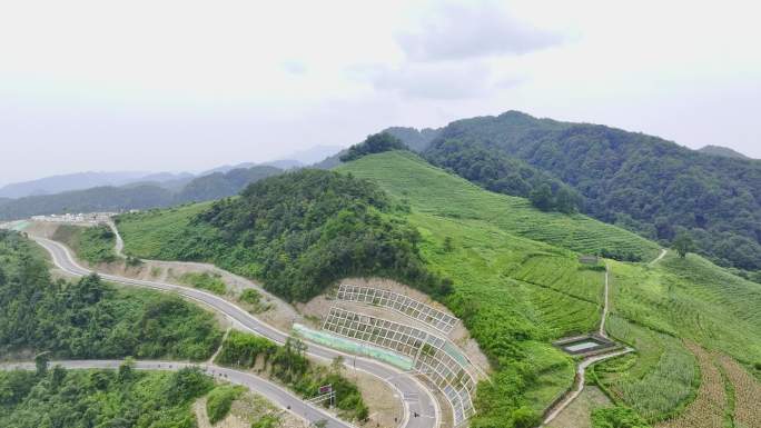 开发修建露营基地茶山