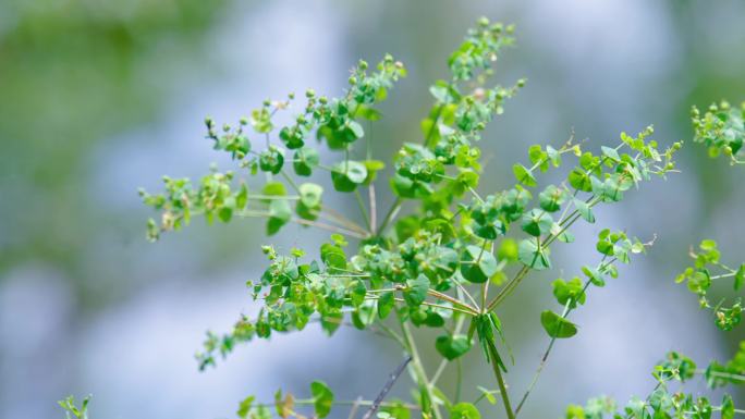 花草 野草 中草药 耐旱植物