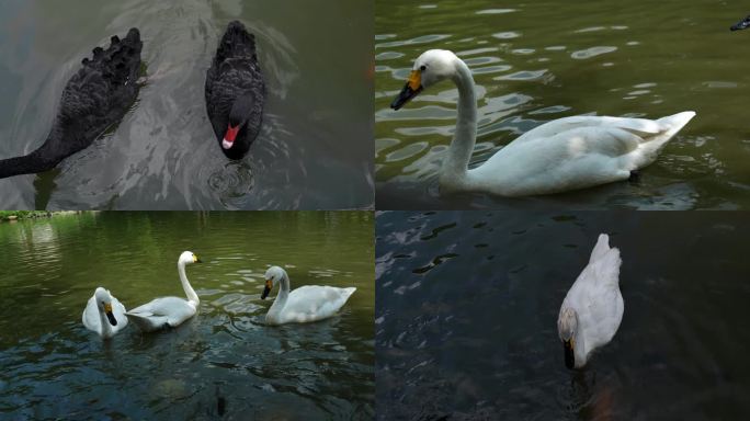 池塘里的白天鹅黑天鹅在觅食