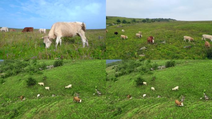 牛吃草 地拍航拍