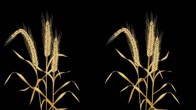 金色麦子——带透明通道