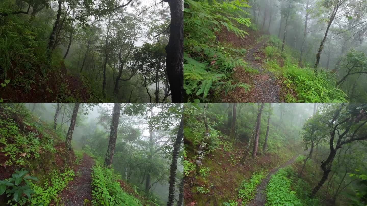 横断山脉高黎贡山山林云雾