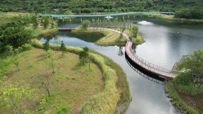 【正版素材】深圳东涌红树林湿地园