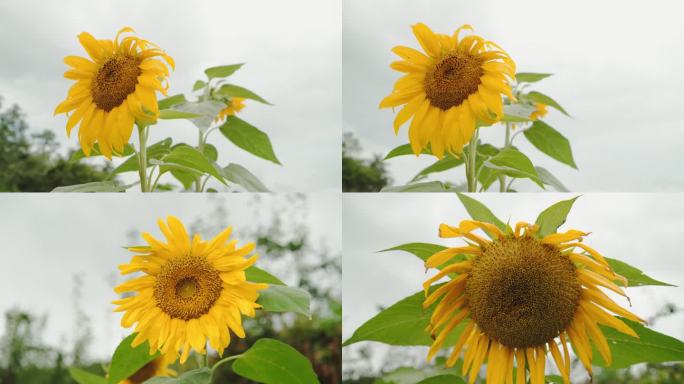 向日葵花朵特写