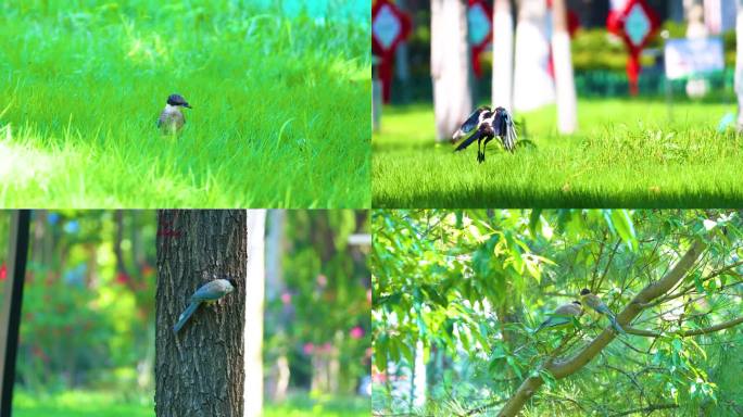 鸟捕食娱乐绿草草坪温馨动物飞翔觅食