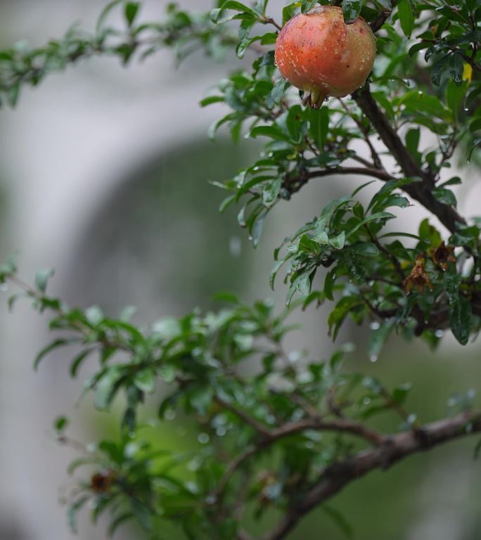 雨中的石榴树