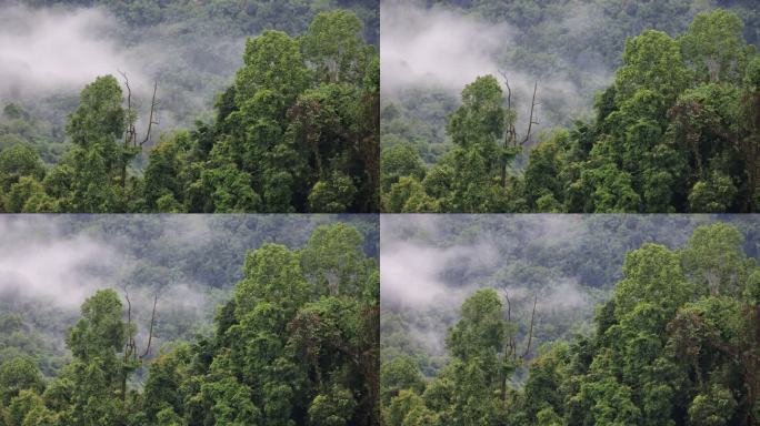 中缅边境上的热带雨林延时风景