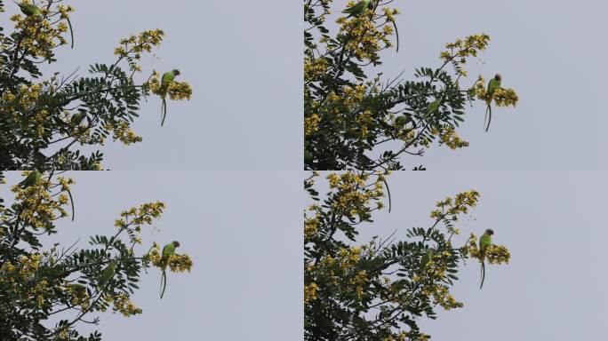 一群野生鹦鹉采食树上的花