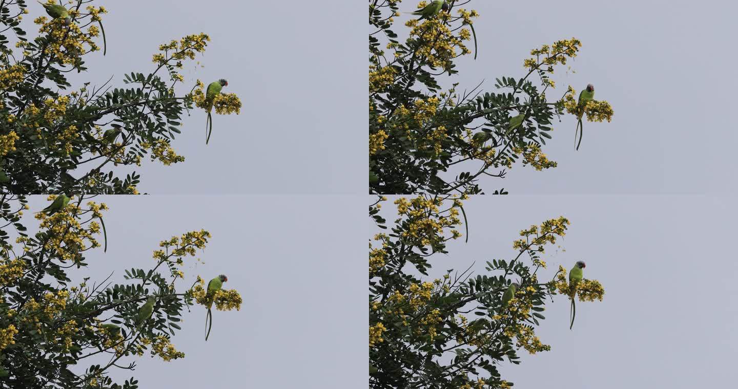 一群野生鹦鹉采食树上的花