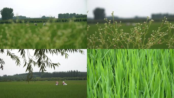 农民在水稻田里除草