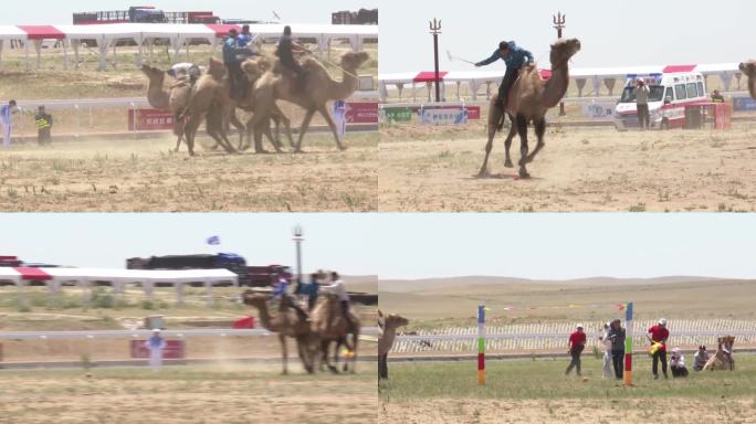 草原那达慕运动会驼球赛骑骆驼打球
