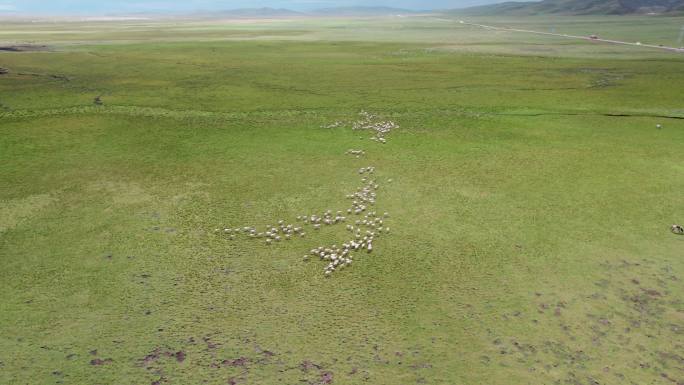 草原羊群牛群航拍风景