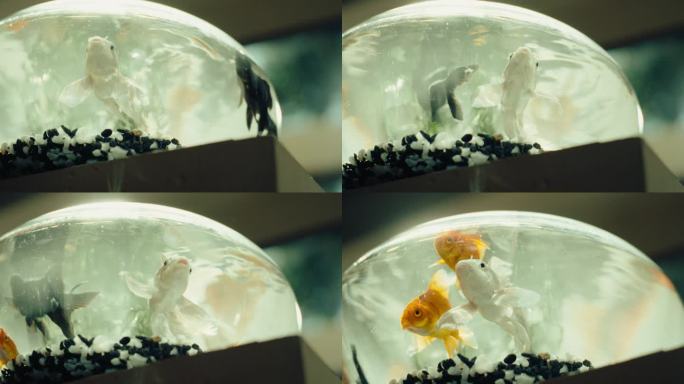 黑色白色的各种金鱼在鱼缸中游动