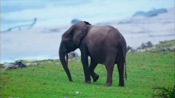 吃着草的大象