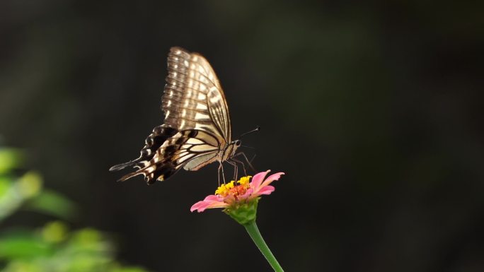 以花为食的蝴蝶唯美采蜜小清新