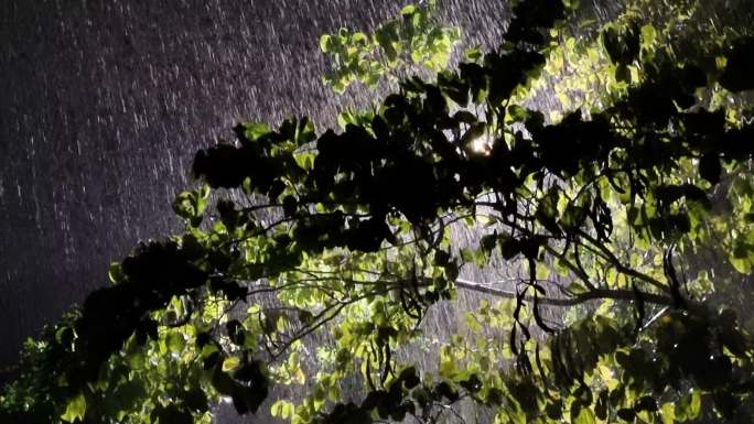 树叶夜晚 大风暴雨中的绿树 暴雨中的绿叶
