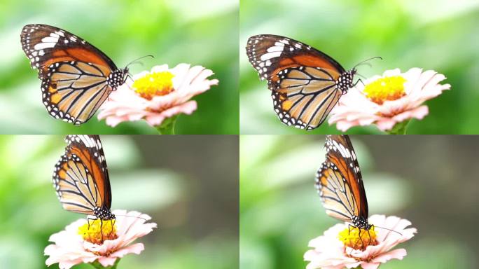 实拍蝴蝶 升格 慢镜头昆虫 蝴蝶 公园