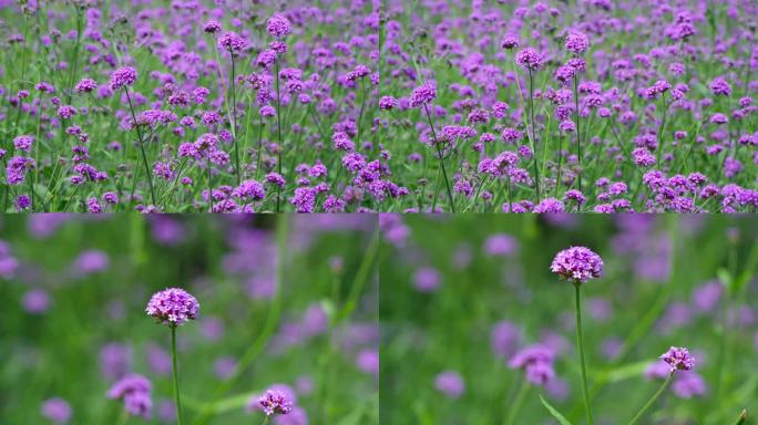 马鞭草紫色花