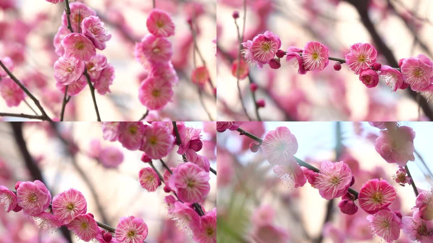 粉红色梅花特写镜头