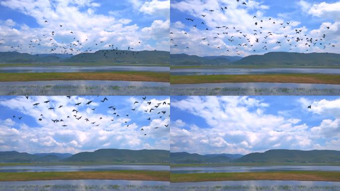 鸟群飞过湖面