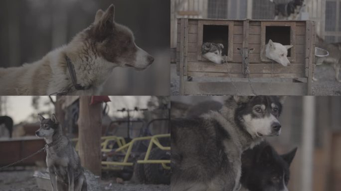 流浪狗宠物狗 土狗 牧羊犬 哈士奇 藏獒