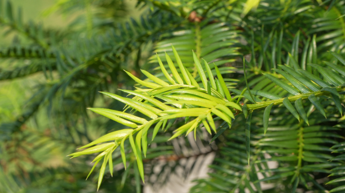 绿色植物