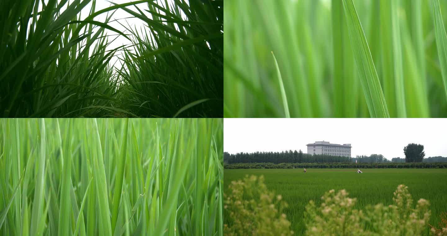 禾苗水稻实拍素材