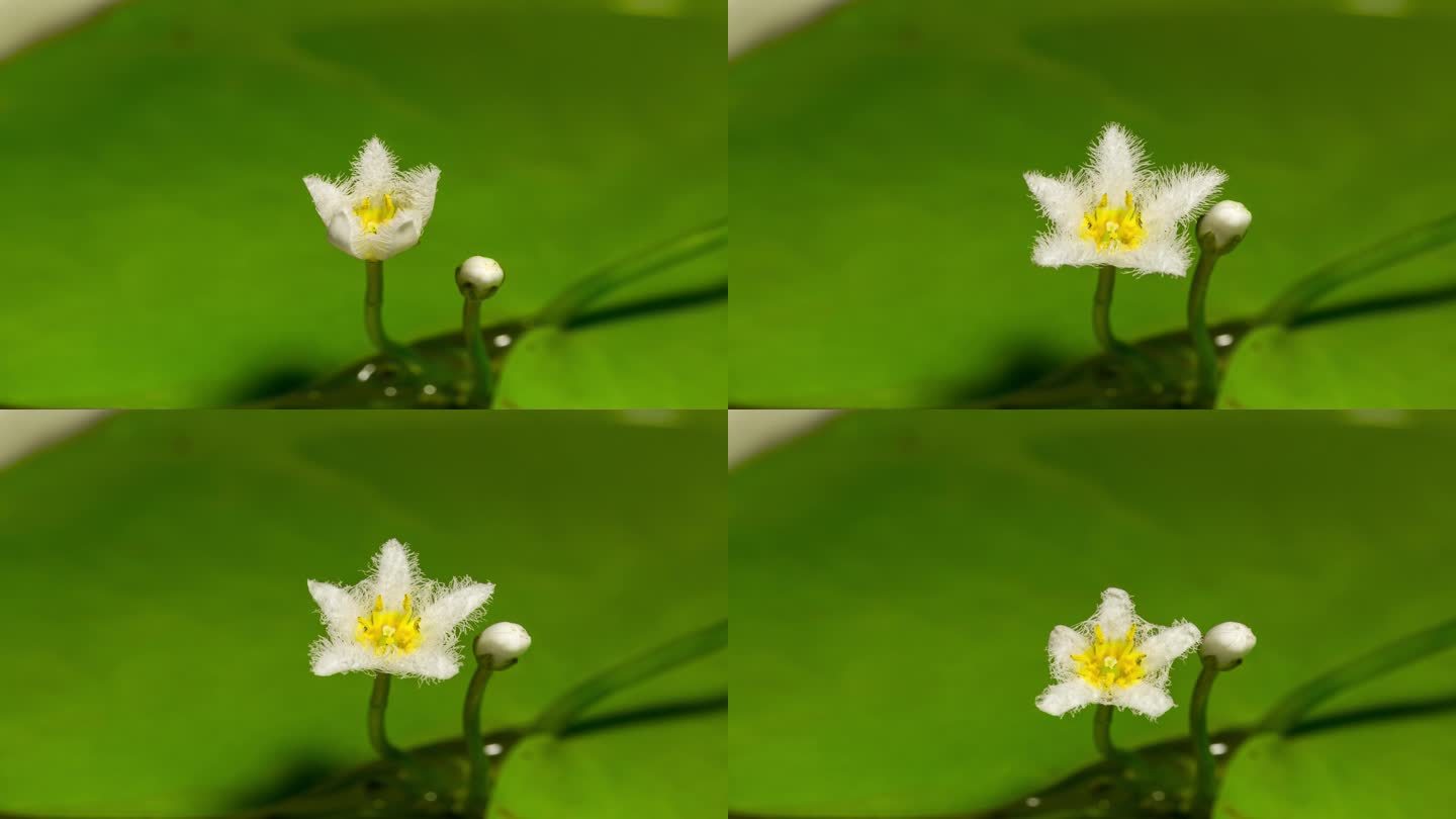19秒记录一叶莲开花全过程