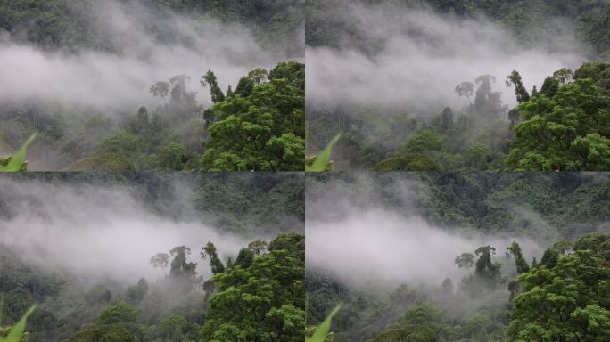 云雾缭绕的中缅边境热带雨林延时视频