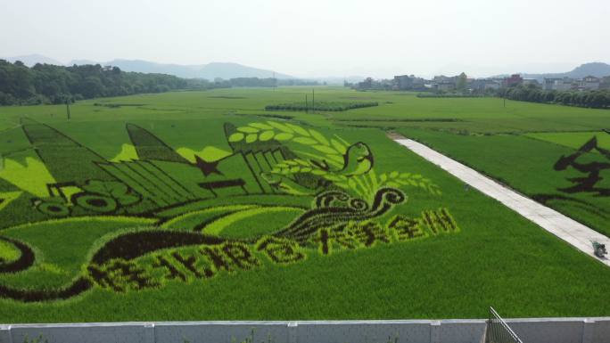 桂林全州稻田里的种植艺术造型