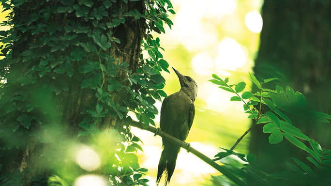 森林小鸟各种野生小鸟合集树林里的小鸟生态