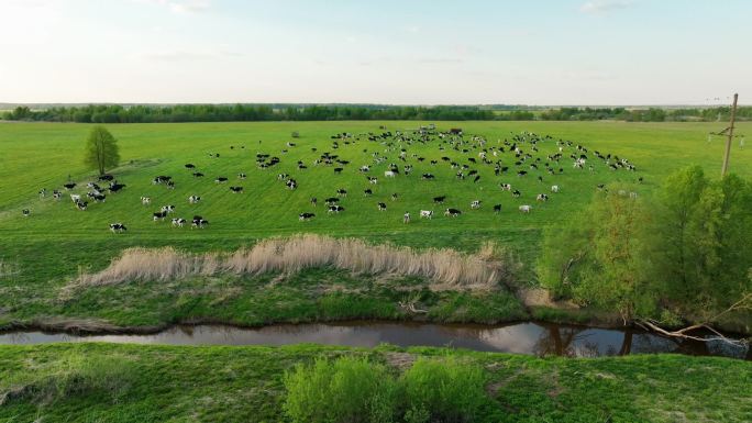 航拍草原上散养的奶牛群